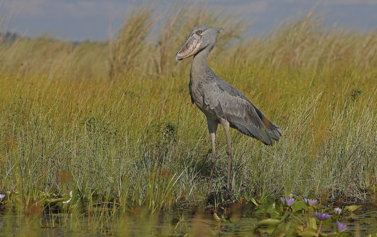 Shoebill - ML637368209