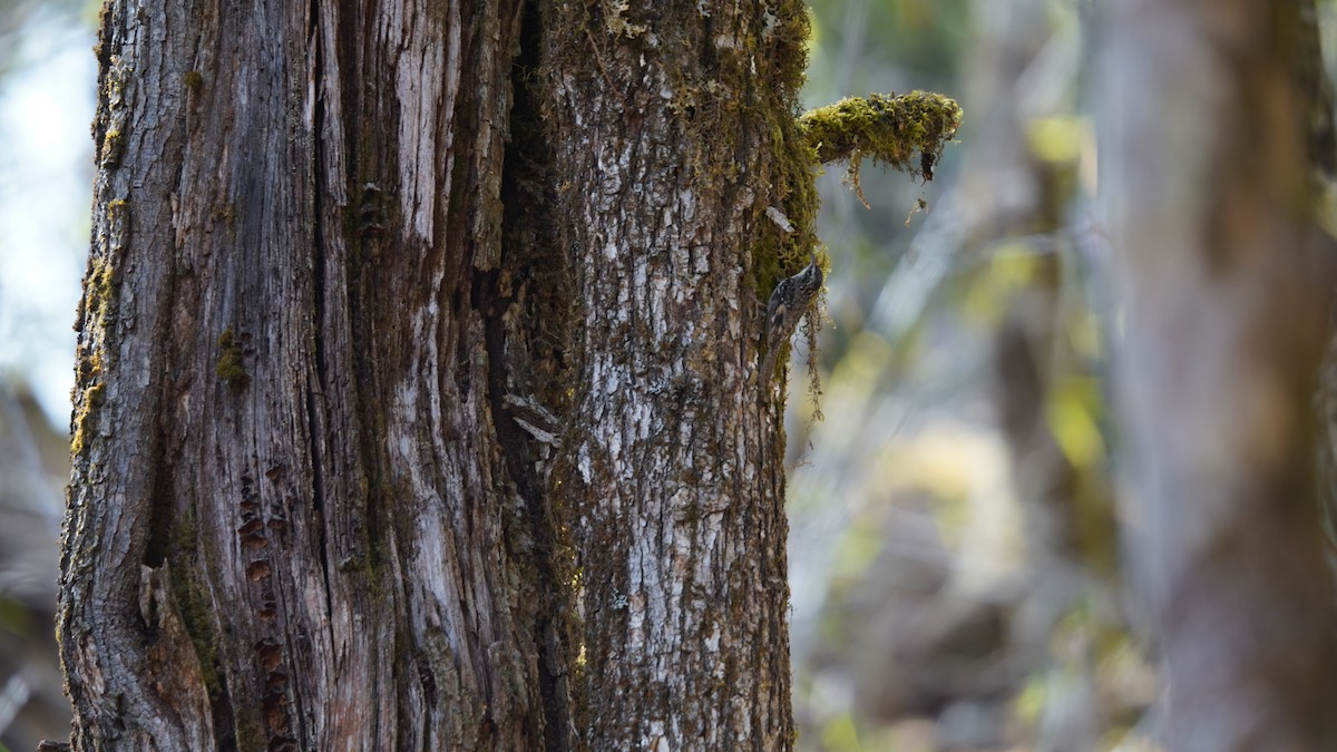 Bar-tailed Treecreeper - ML637368213