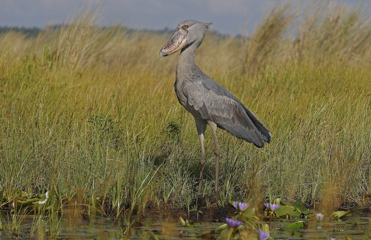 Shoebill - ML637368216