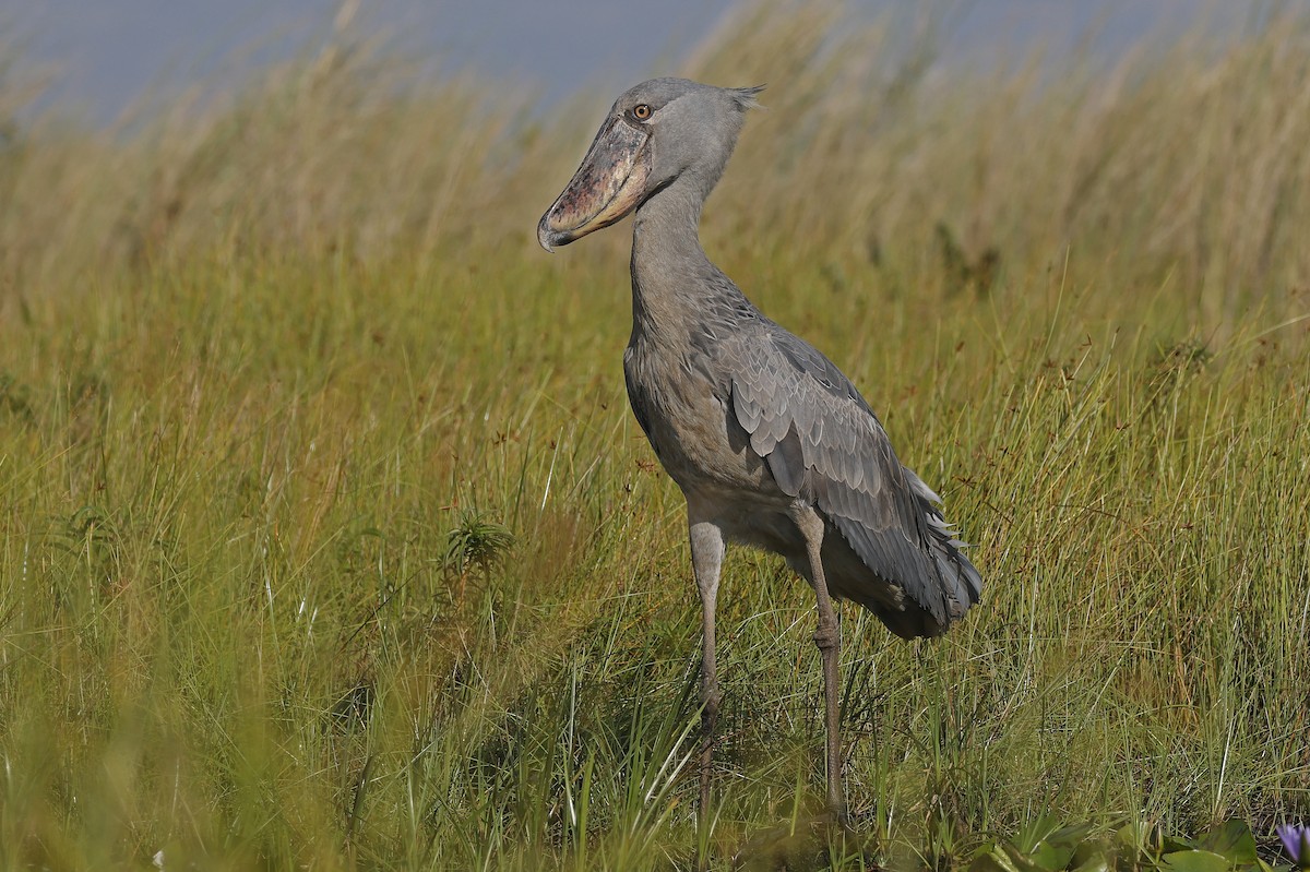 Shoebill - ML637368222