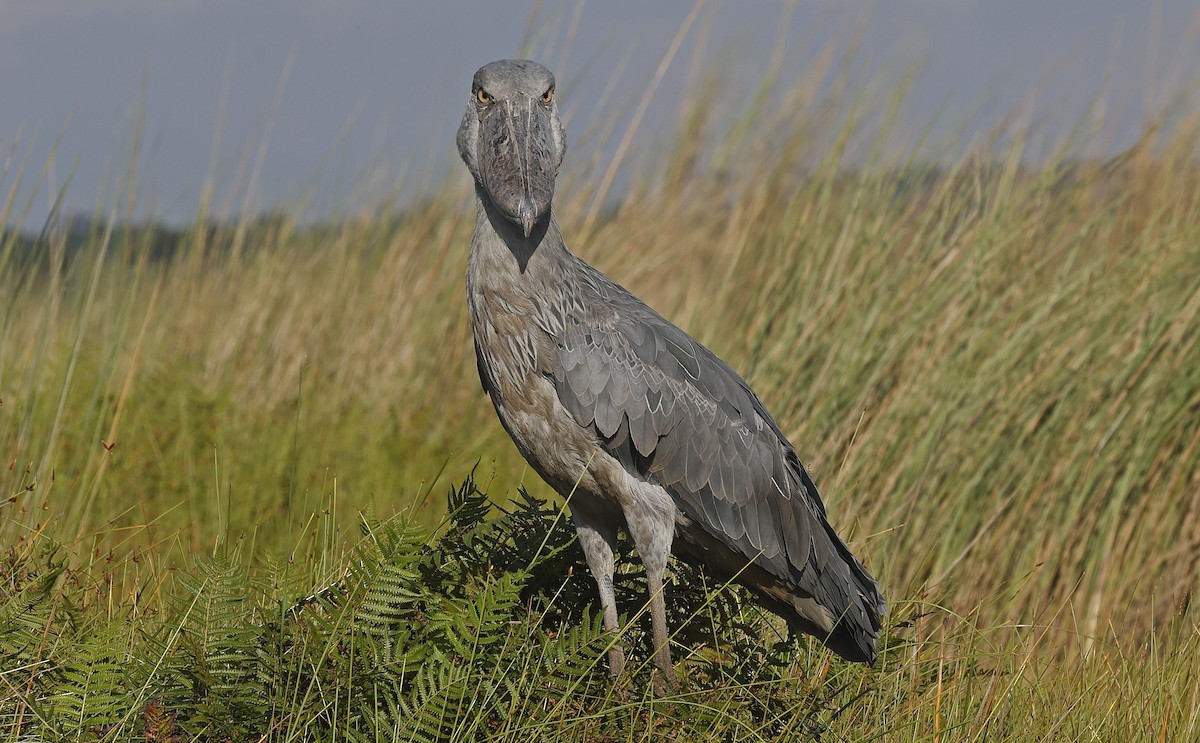 Shoebill - ML637368229