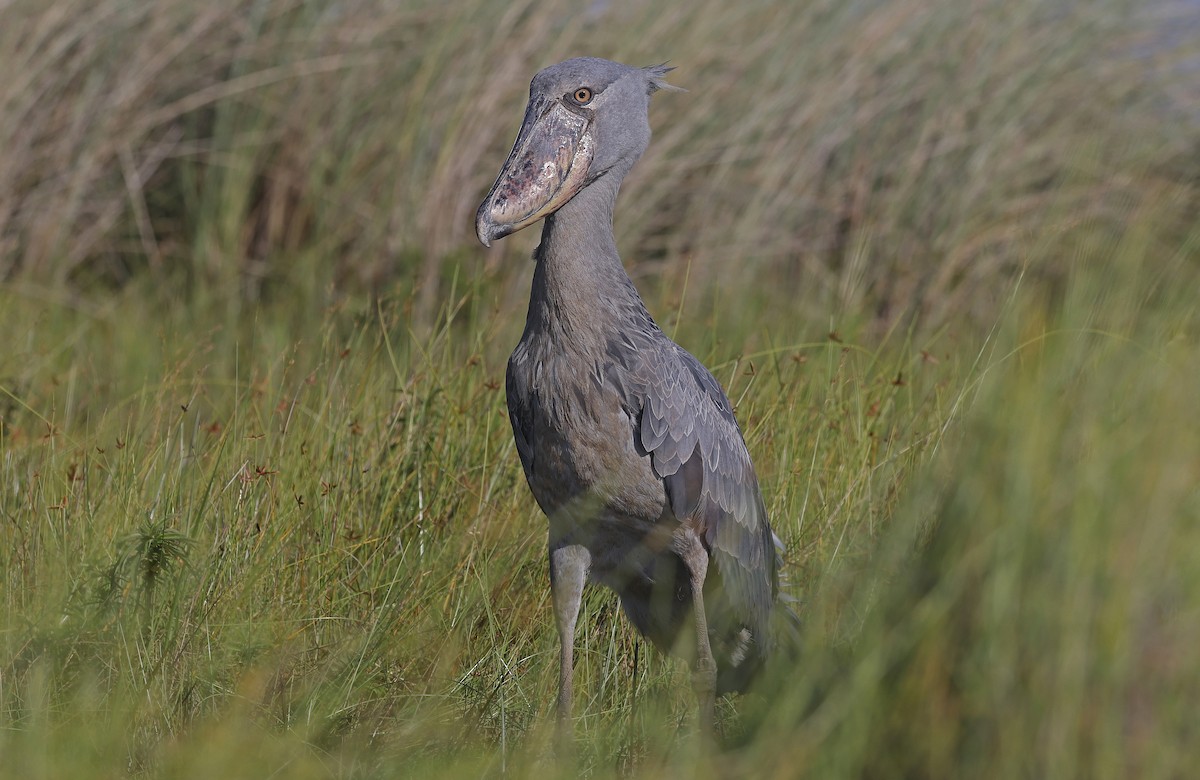 Shoebill - ML637368242
