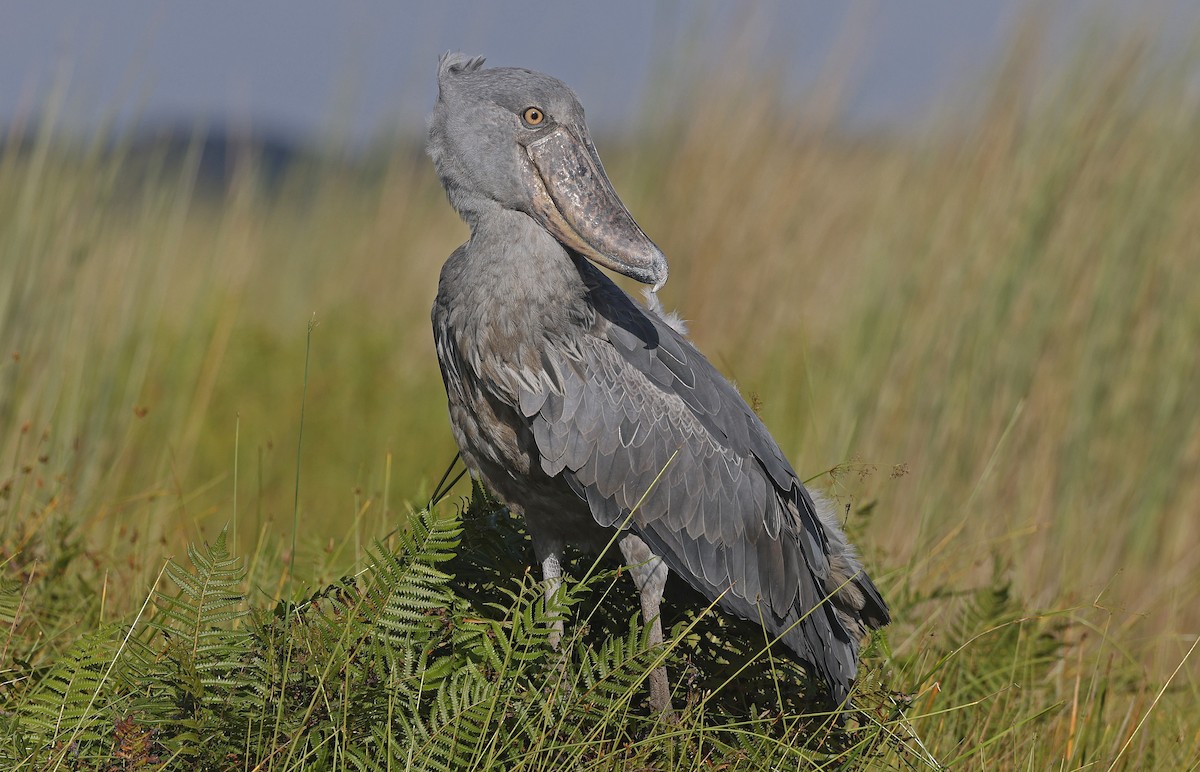 Shoebill - ML637368249