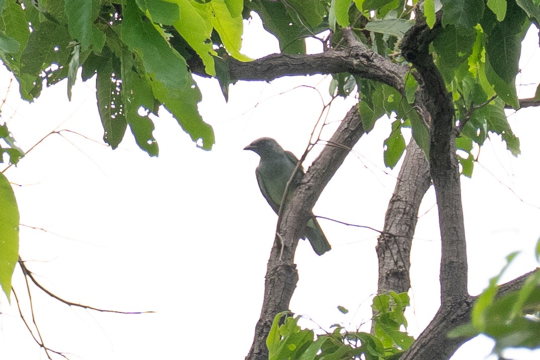 Oriental Cuckooshrike - ML637368261