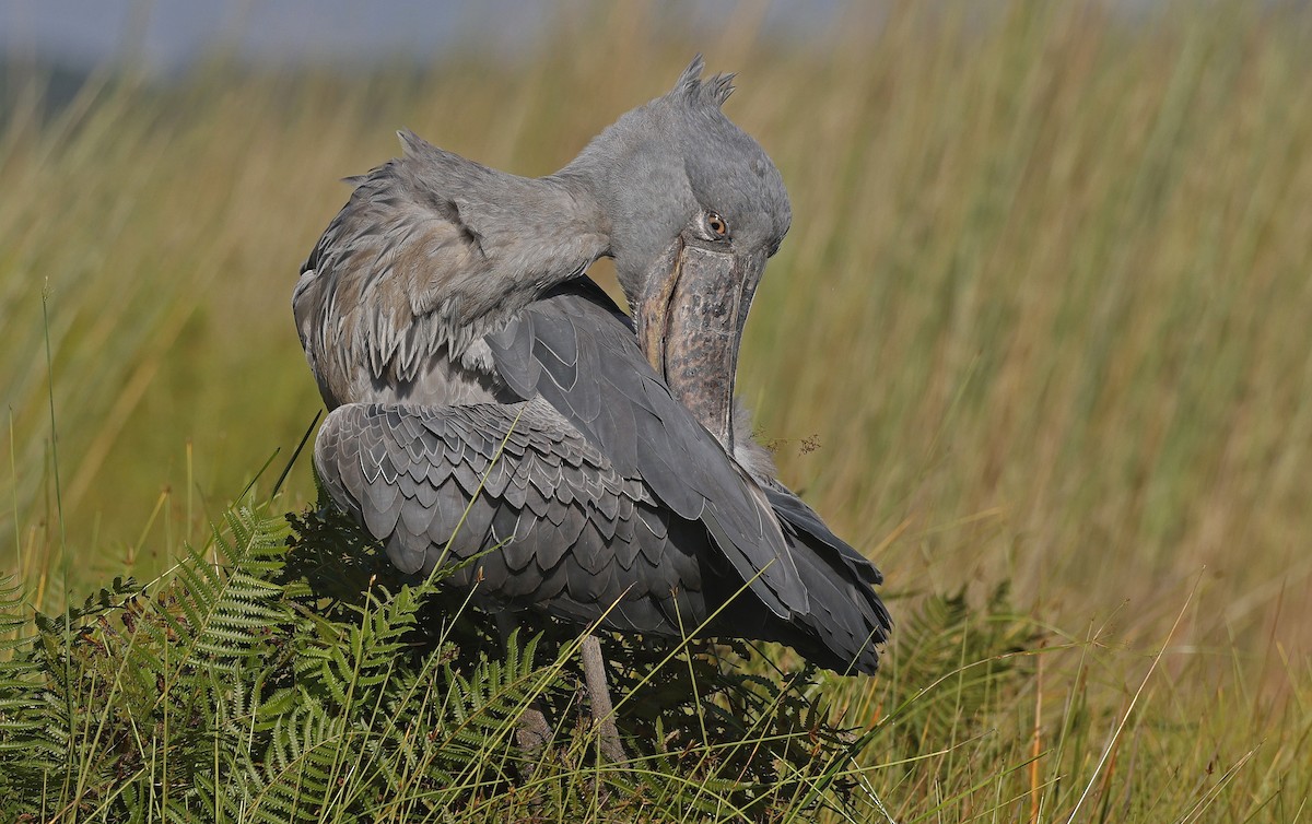 Shoebill - ML637368263