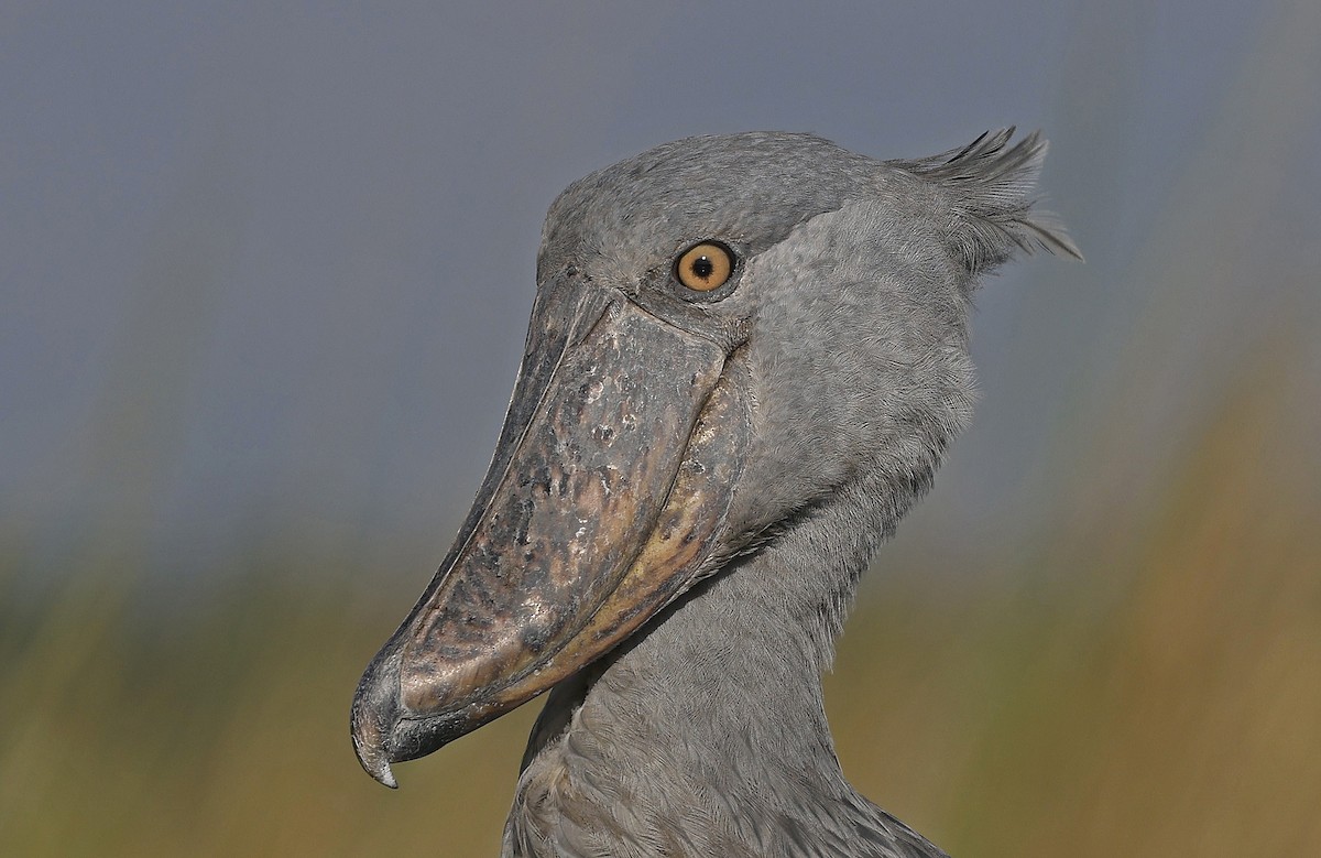 Shoebill - ML637368278