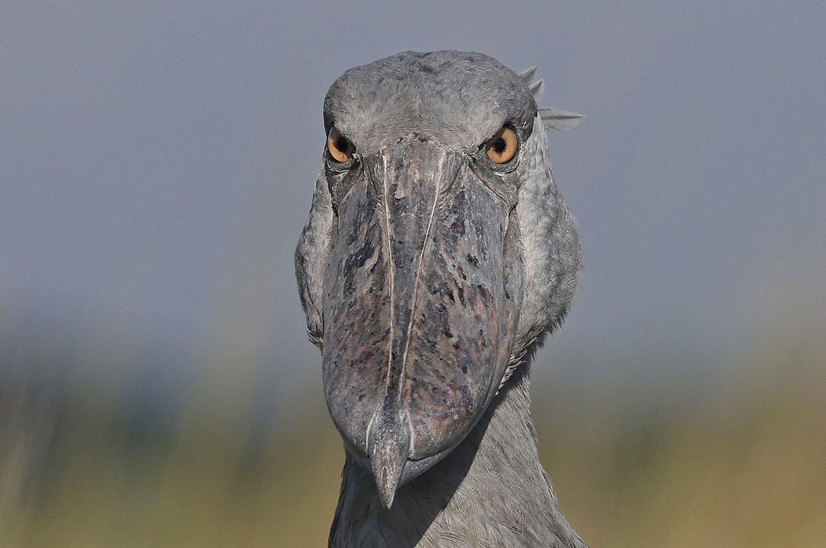 Shoebill - ML637368284