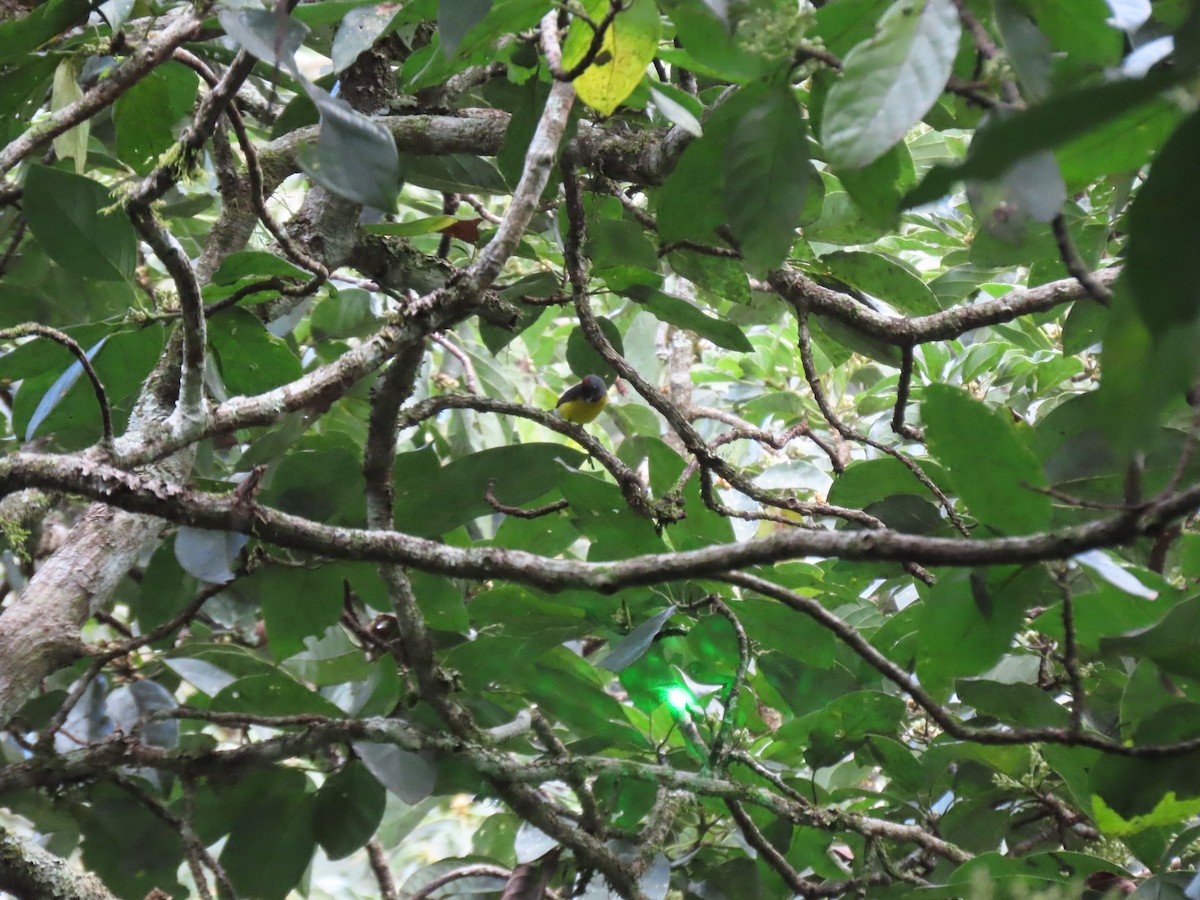 Slate-throated Redstart - ML637368289