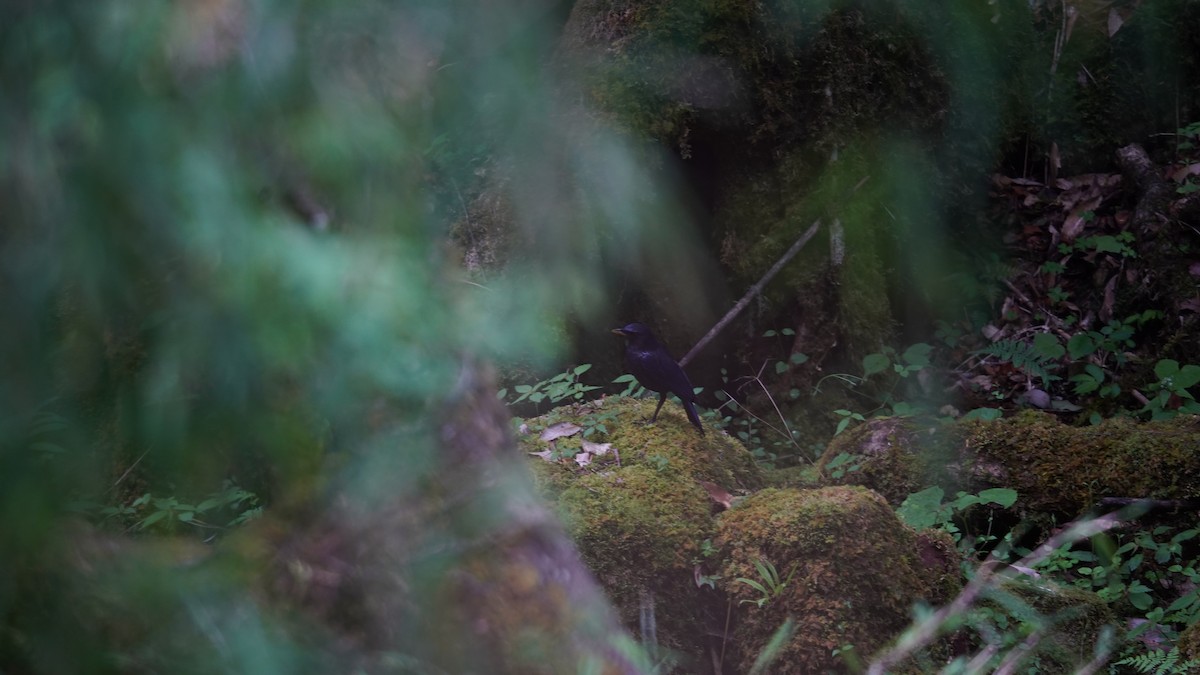 Blue Whistling-Thrush - ML637368293