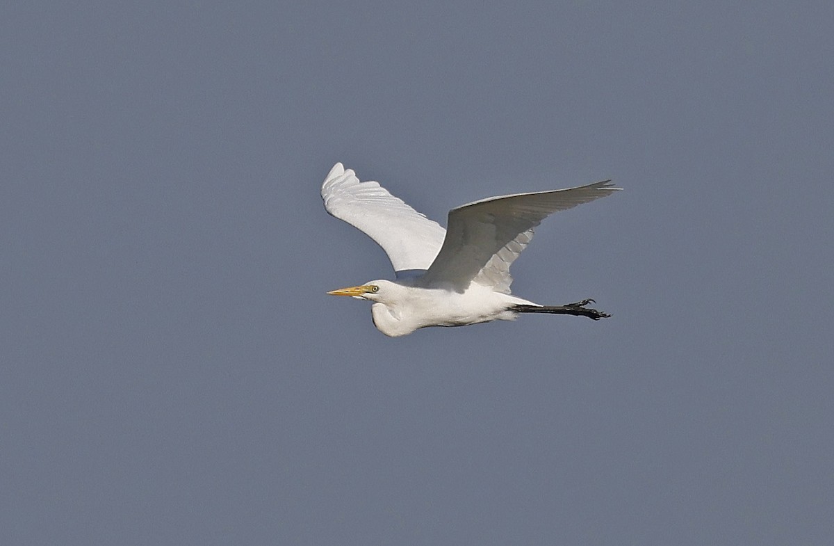 Yellow-billed Egret - ML637368315