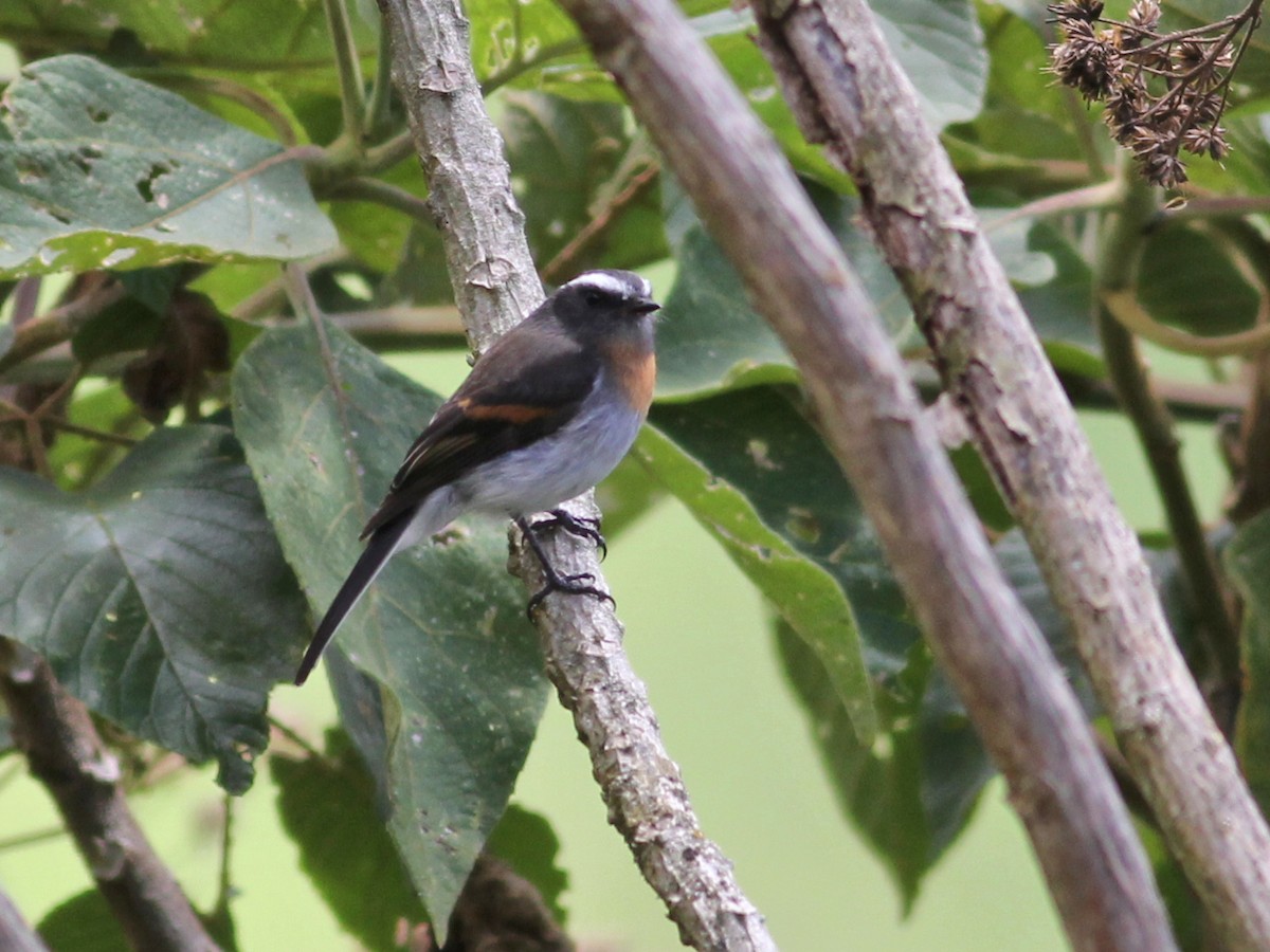 Rufous-breasted Chat-Tyrant - ML637368316