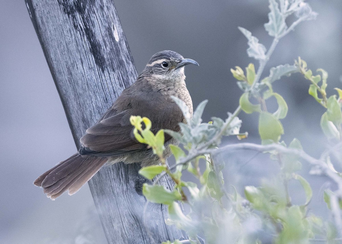 White-throated Earthcreeper - ML637368347