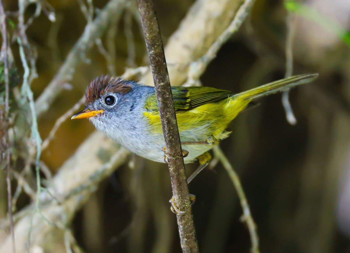 Chestnut-crowned Warbler - ML637368352