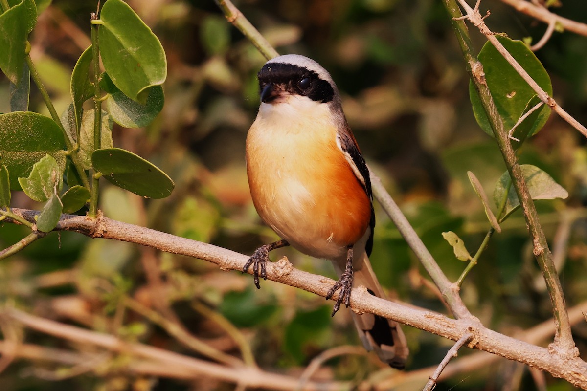 Bay-backed Shrike - ML637368369