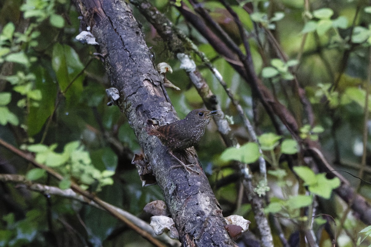 Spotted Elachura - ML637368384