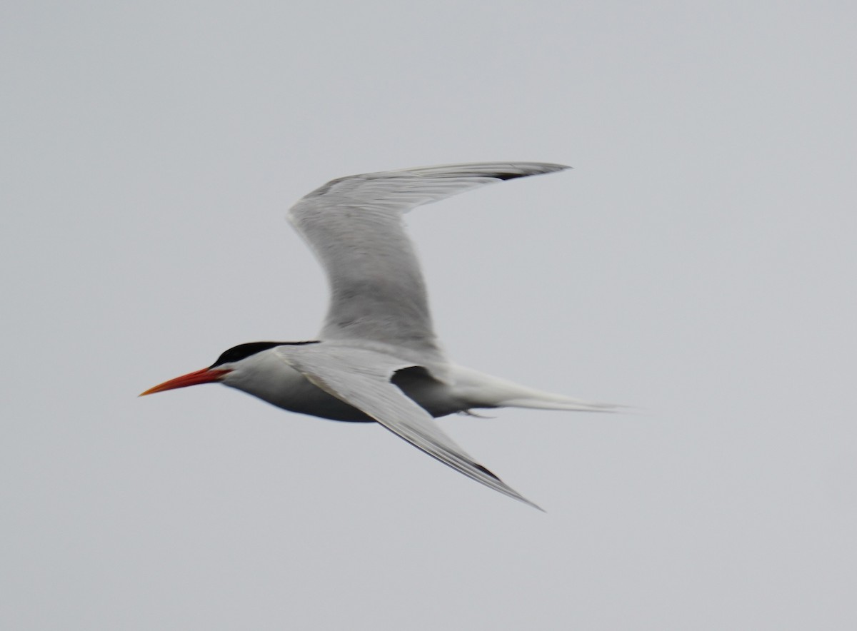 Elegant Tern - ML637368388