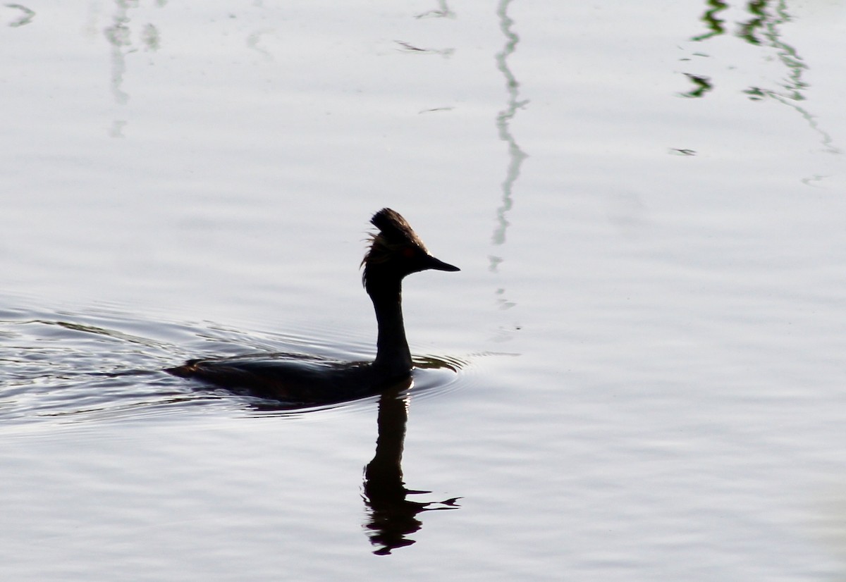 Eared Grebe - ML637368392
