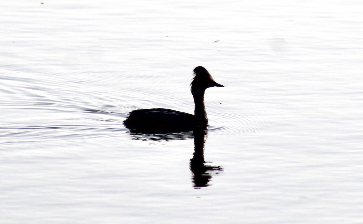 Eared Grebe - ML637368393