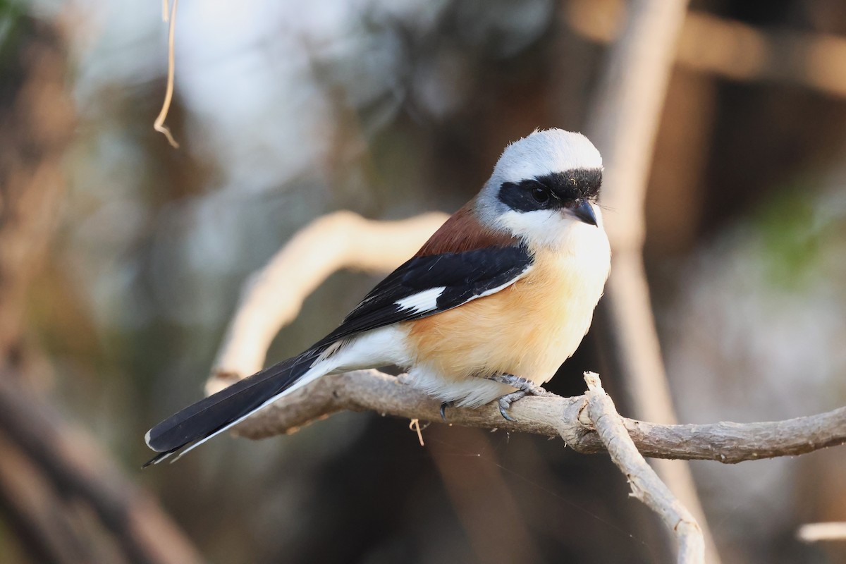 Bay-backed Shrike - ML637368406