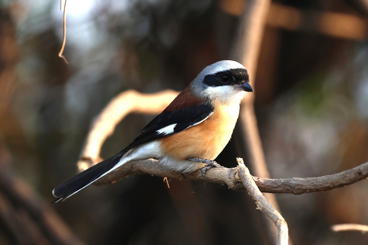 Bay-backed Shrike - ML637368407