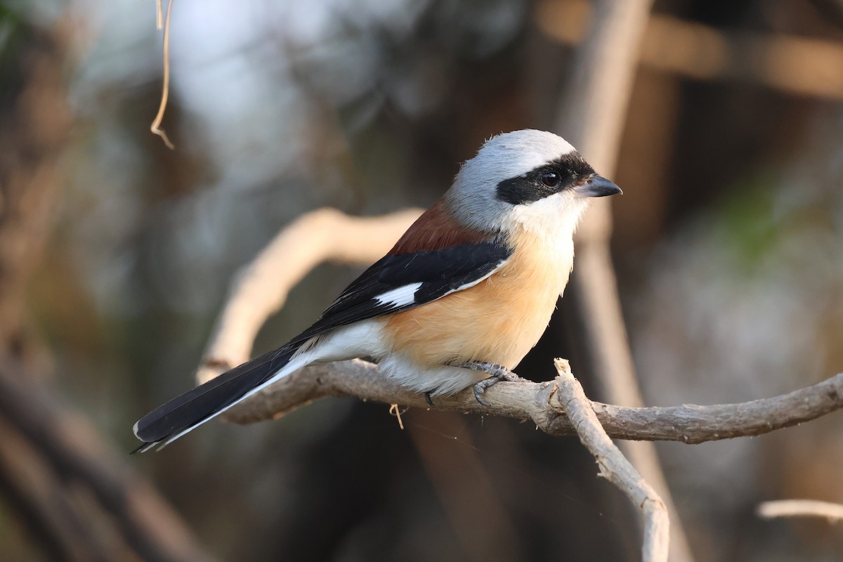 Bay-backed Shrike - ML637368408