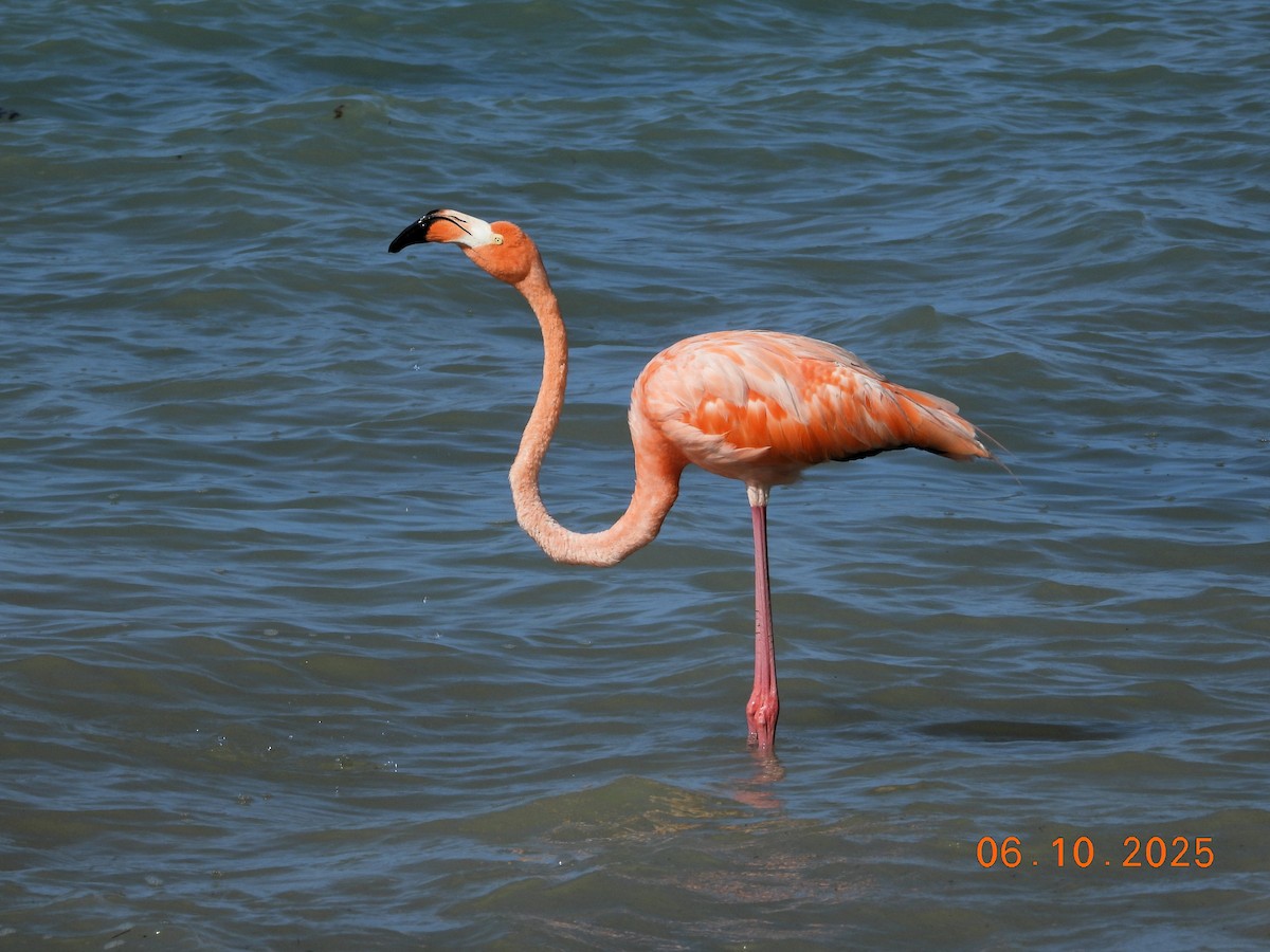 American Flamingo - ML637368411