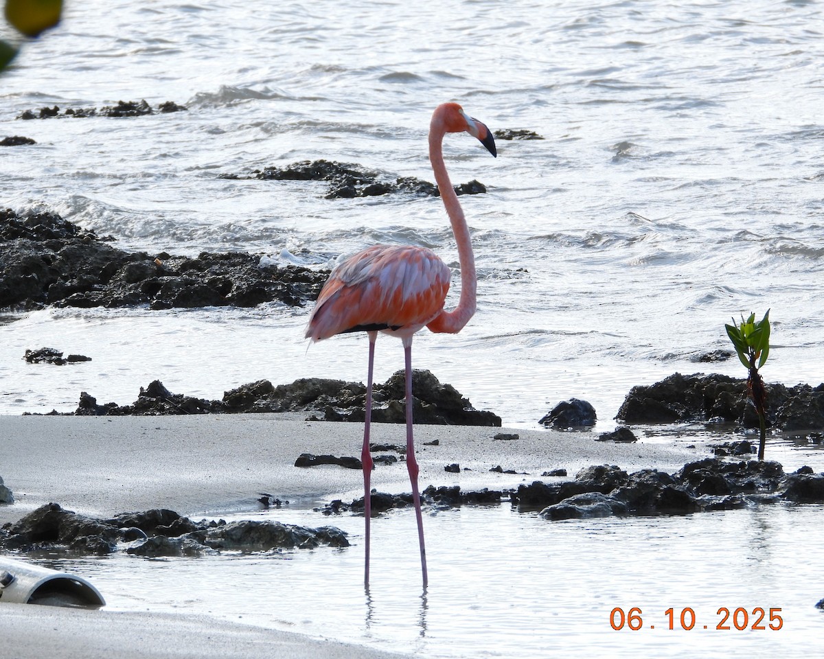 American Flamingo - ML637368415