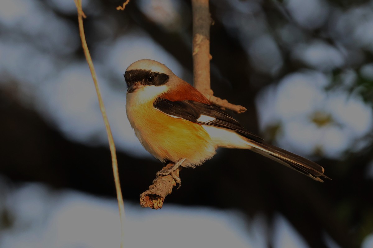 Bay-backed Shrike - ML637368445
