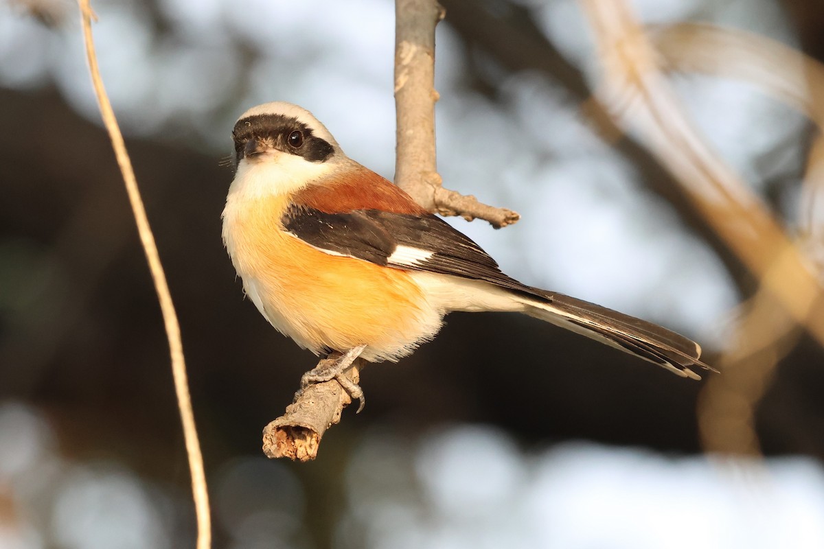 Bay-backed Shrike - ML637368446