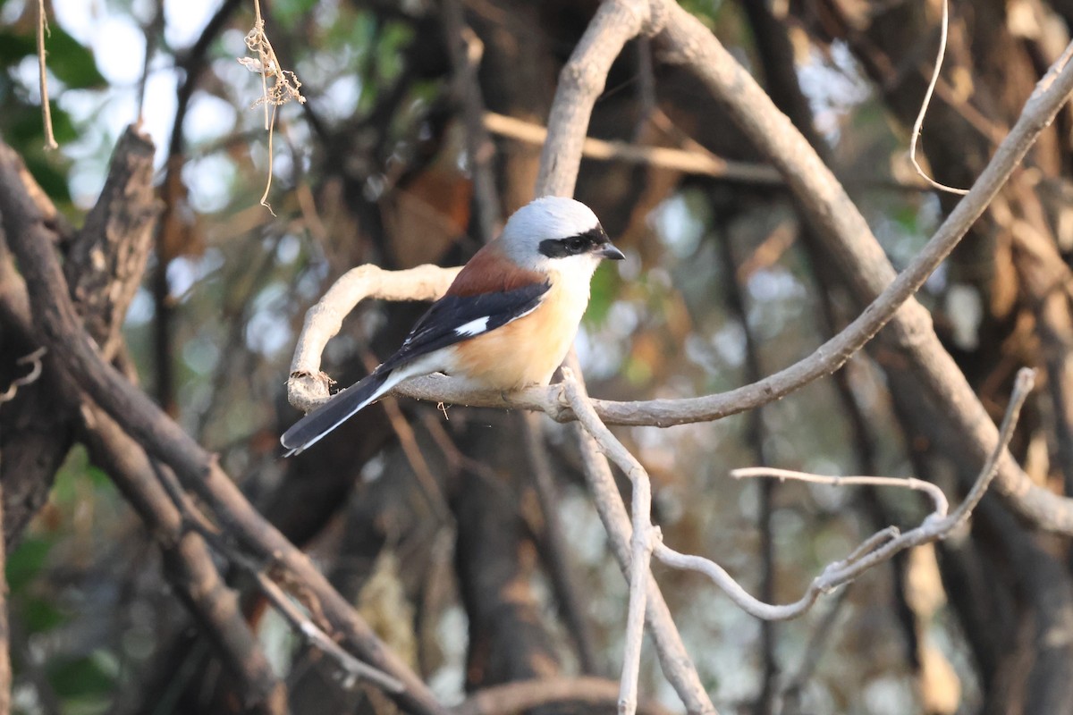 Bay-backed Shrike - ML637368447