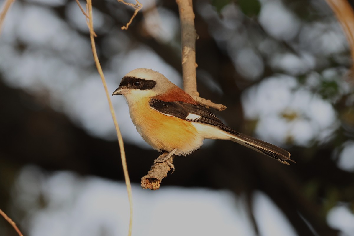 Bay-backed Shrike - ML637368449