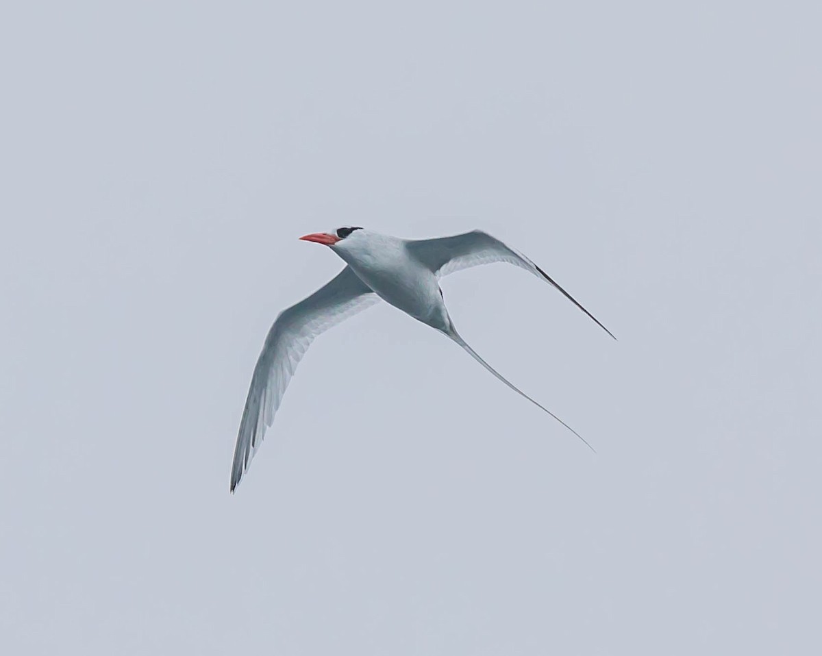 Red-billed Tropicbird - ML637368457