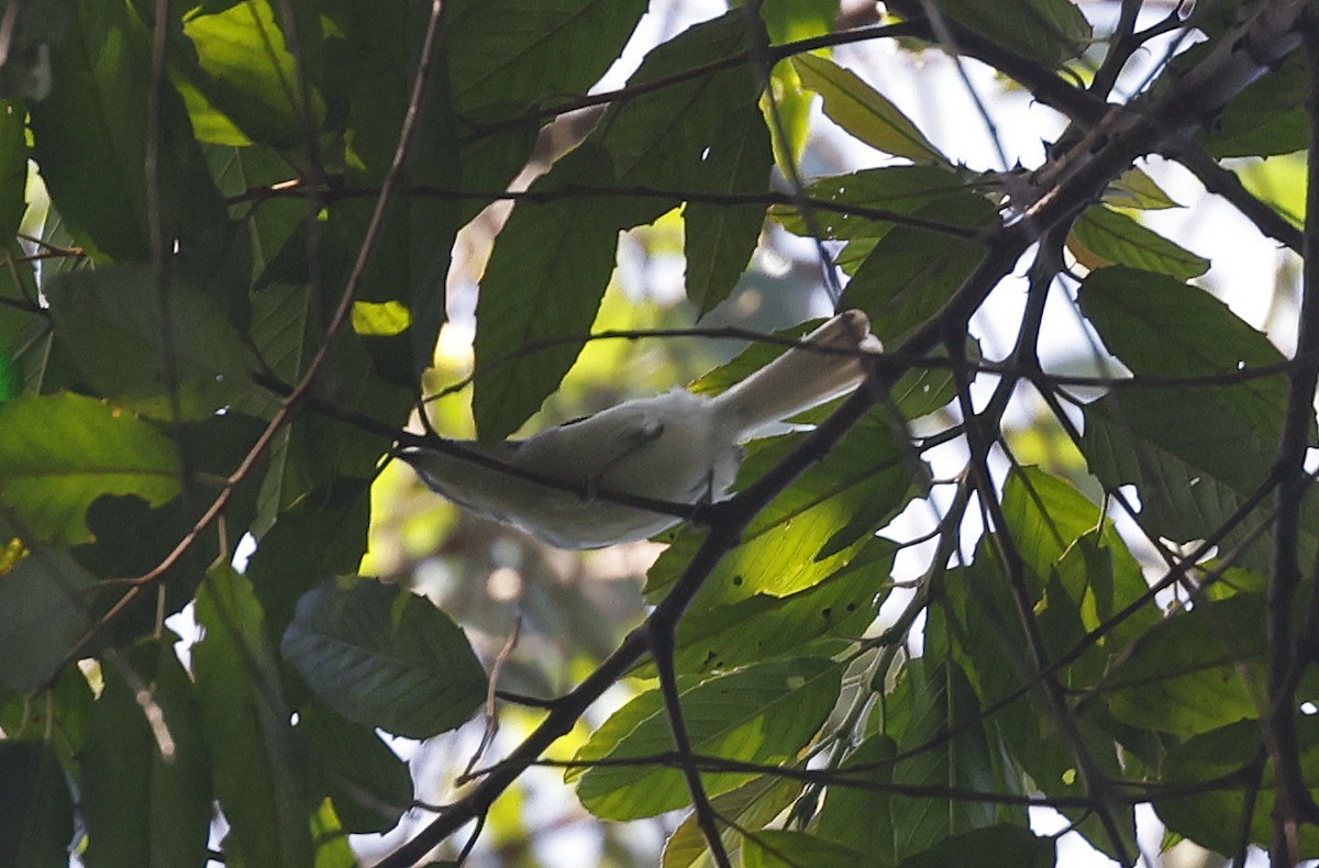 Buff-throated Apalis - ML637368469