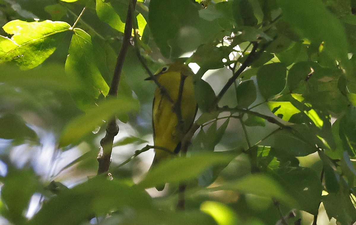 Northern Yellow White-eye - ML637368474