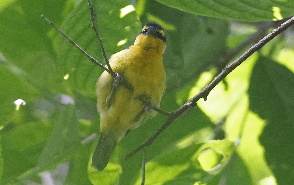 Black-necked Weaver - ML637368481