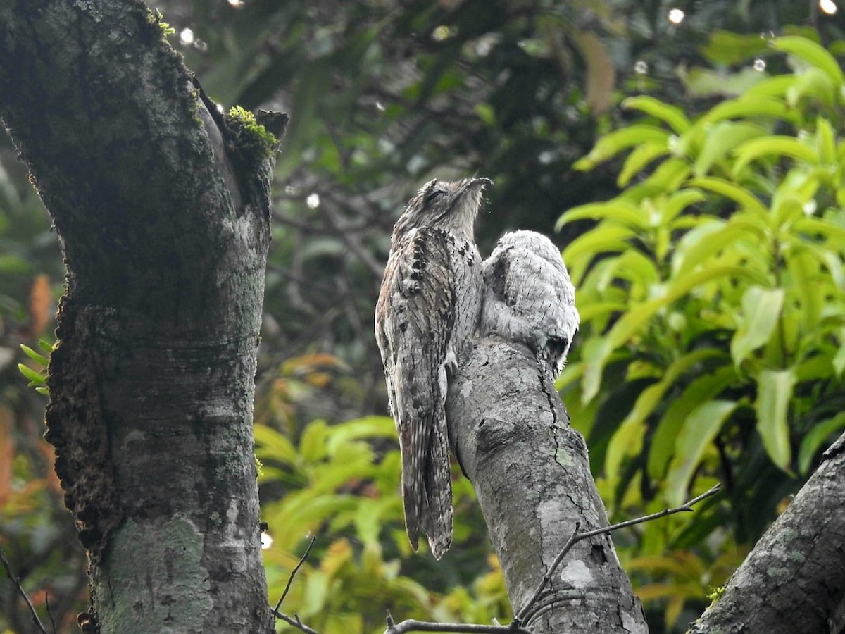 Northern Potoo - ML637368489