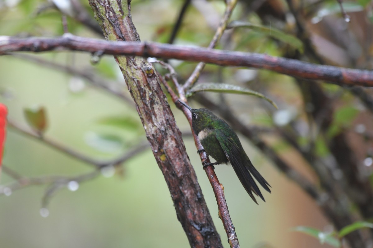 Amethyst-throated Sunangel - ML637368491