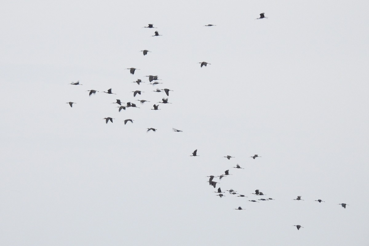 Glossy Ibis - ML637368495
