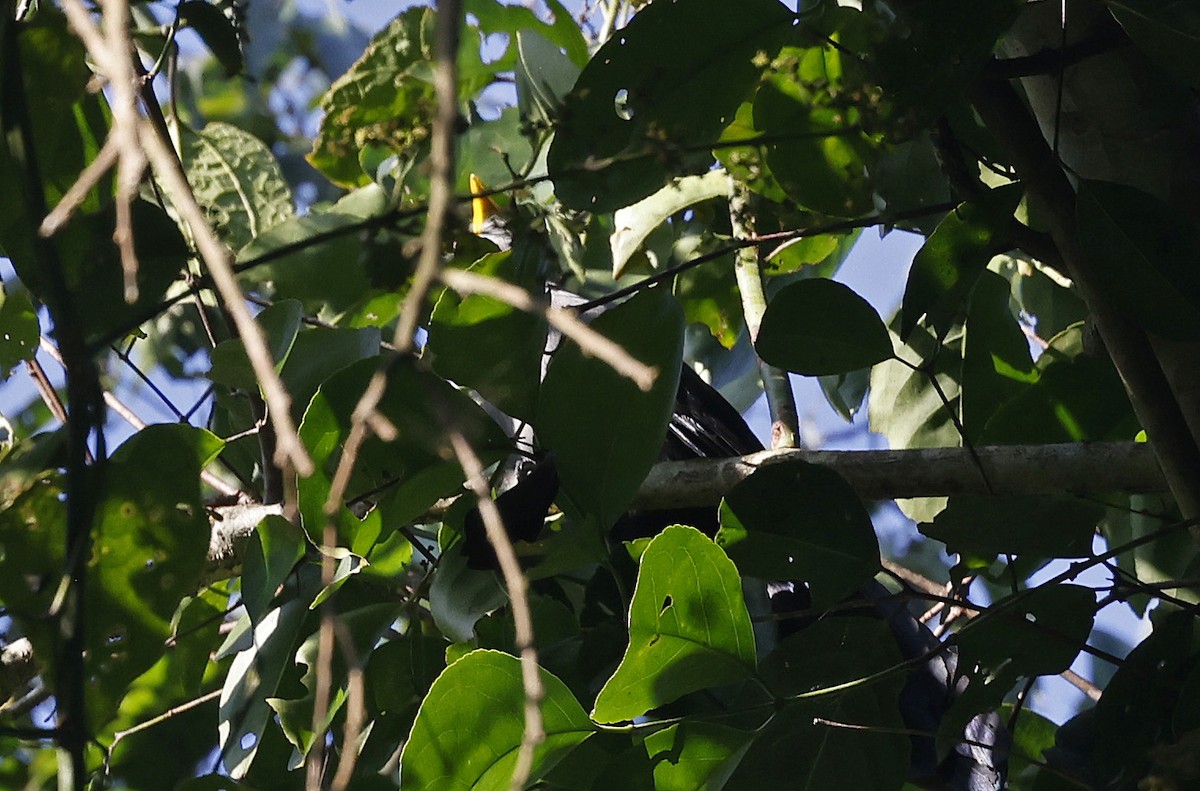 Blue Malkoha - ML637368501