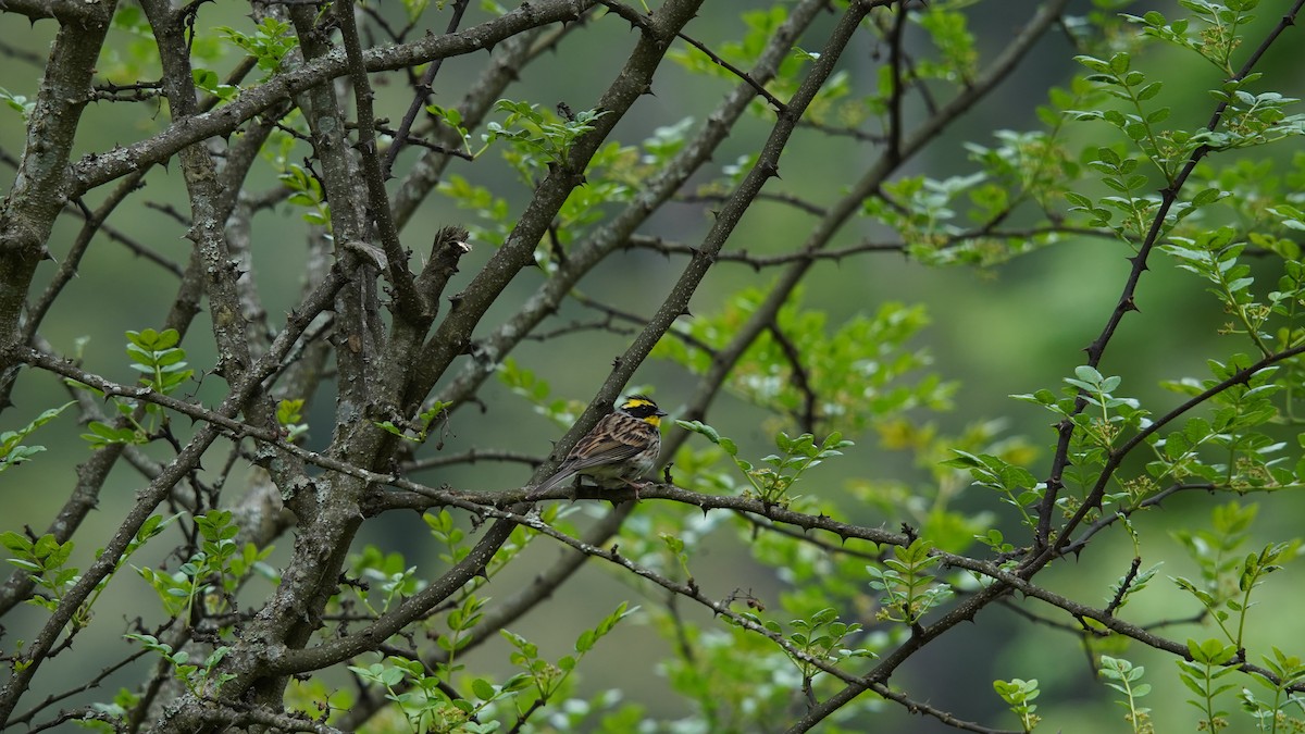 Yellow-throated Bunting - ML637368505