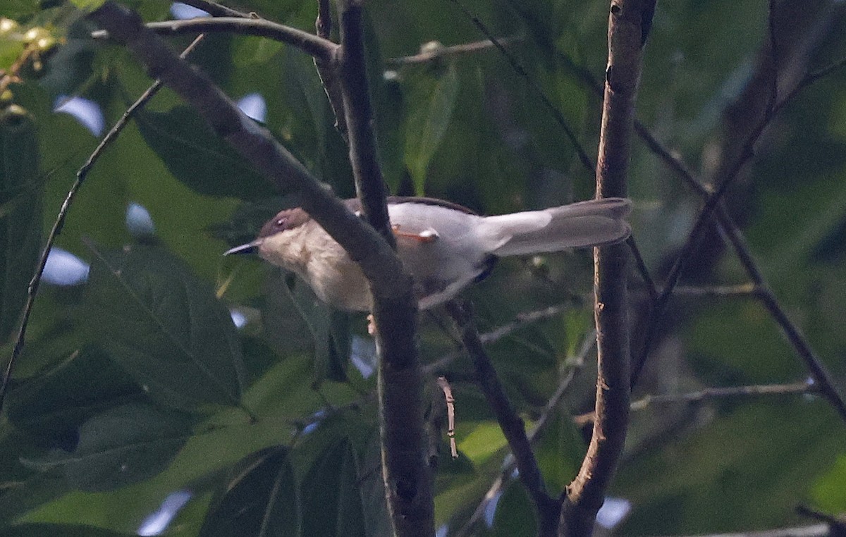 Buff-throated Apalis - ML637368536