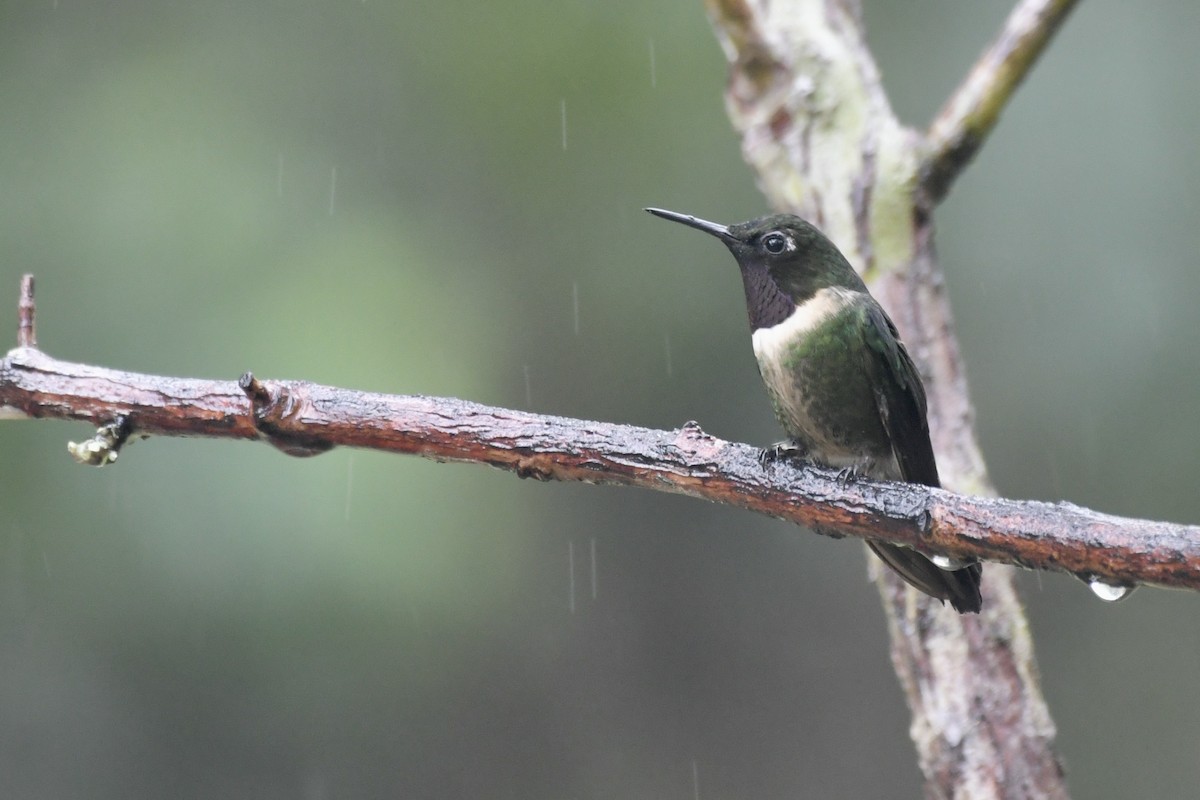 Amethyst-throated Sunangel - ML637368538