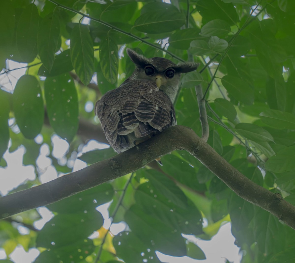 Barred Eagle-Owl - ML637368556