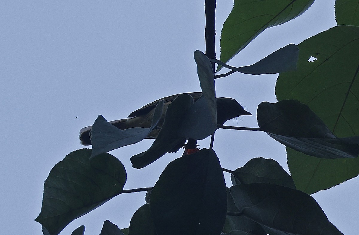 Bulbul verdâtre - ML637368581
