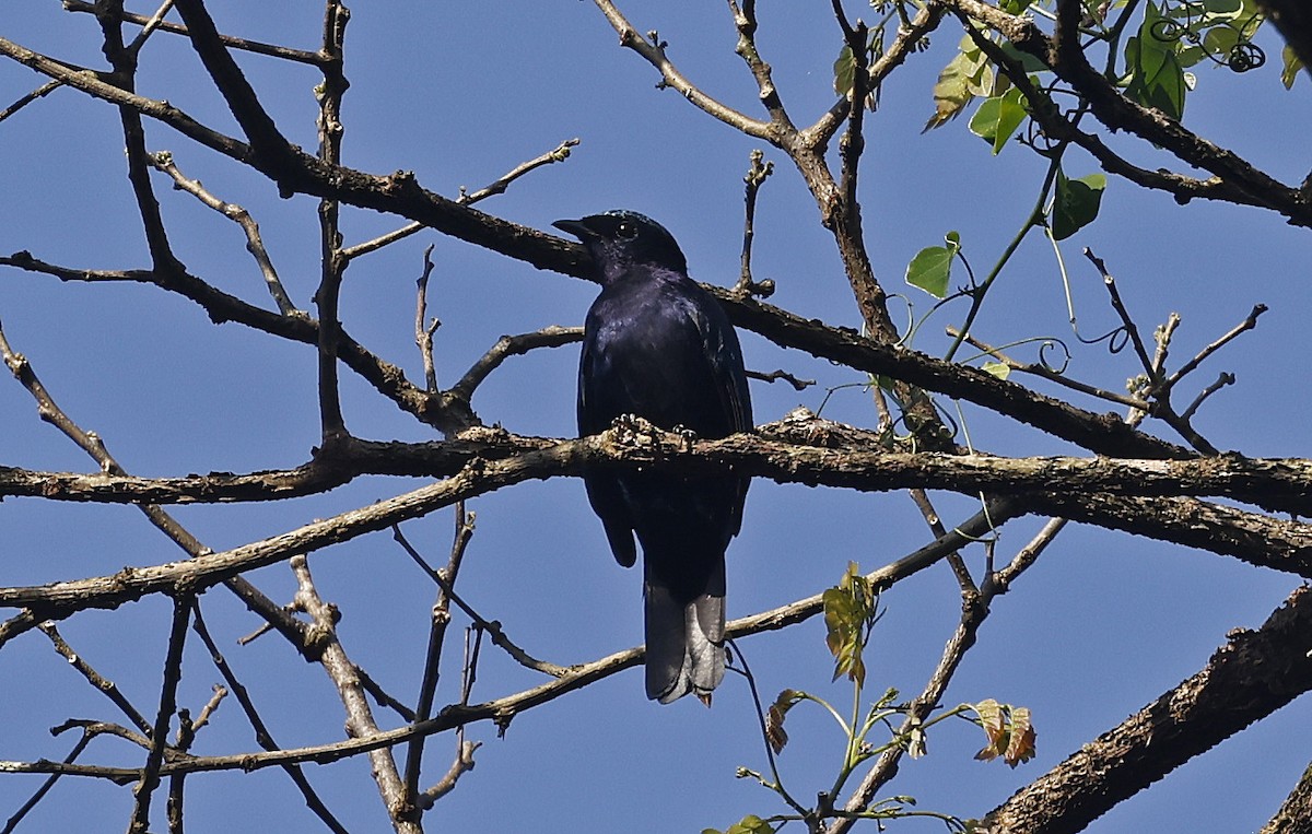 Purple-throated Cuckooshrike - ML637368612