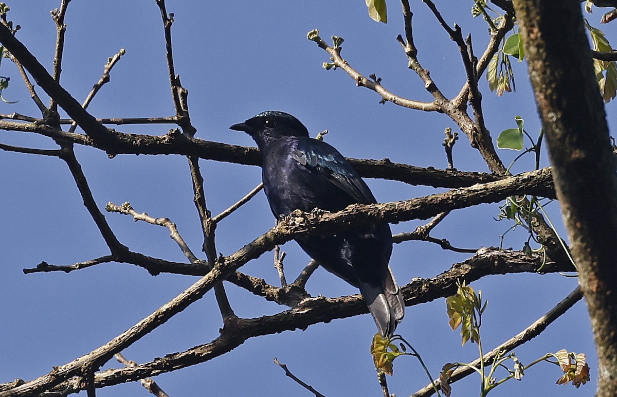 Purple-throated Cuckooshrike - ML637368616