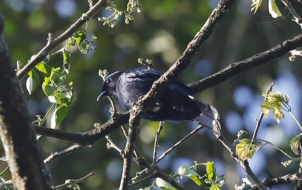 Purple-throated Cuckooshrike - ML637368619