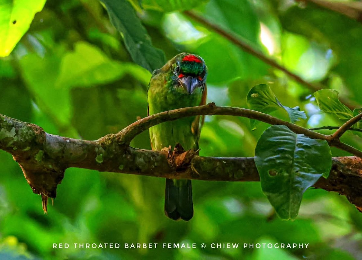 Red-throated Barbet - ML637368704