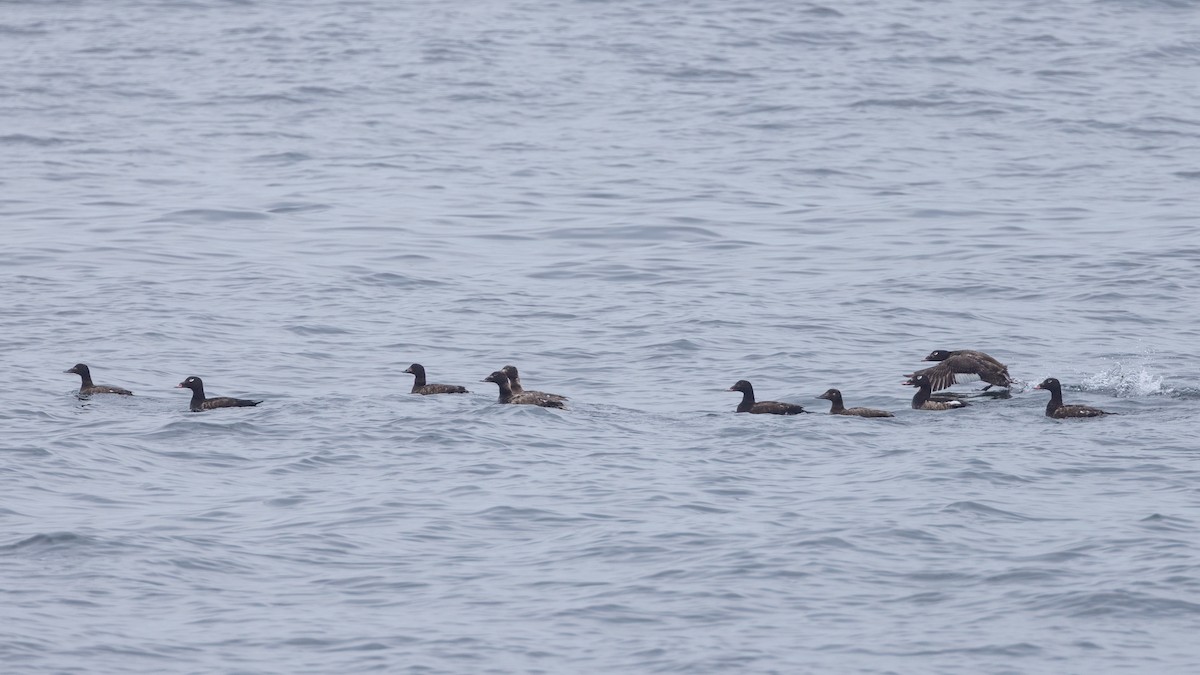 White-winged Scoter - ML637368791