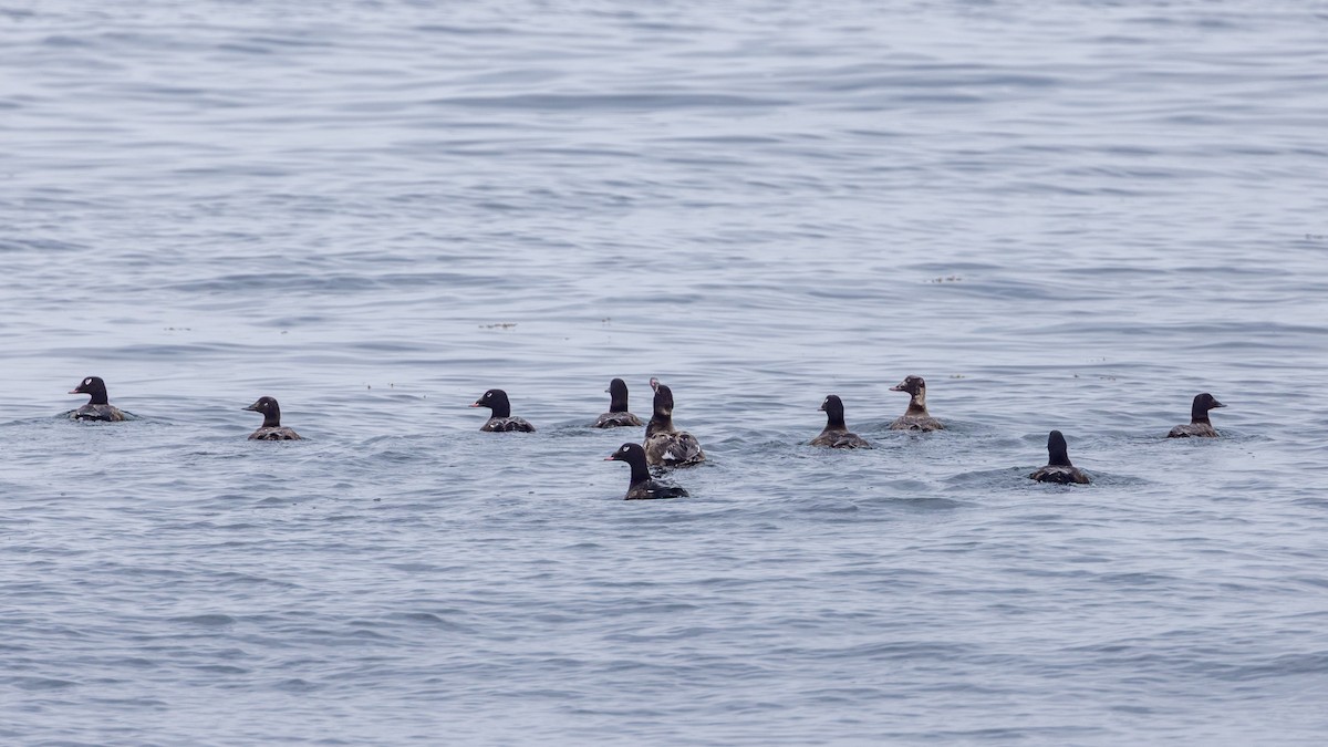 White-winged Scoter - ML637368798